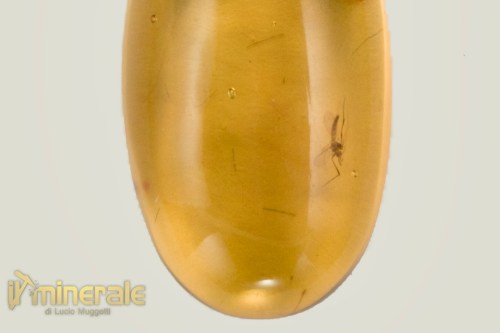 C10-24AG4000-3_gioielli_argento_ciondoli_charms_pietre_dure_semipreziose_ambra_naturale_santodomingo_zanzara