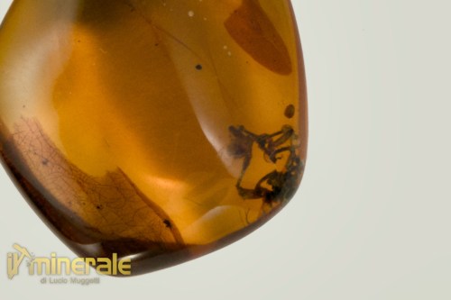 C10-24AG4900-3_gioielli_argento_ciondoli_charms_pietre_dure_semipreziose_ambra_naturale_santodomingo_insetto