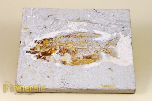 FS016-2_fossili_collezione_vertebrati_pesci_heterothrissa.logo