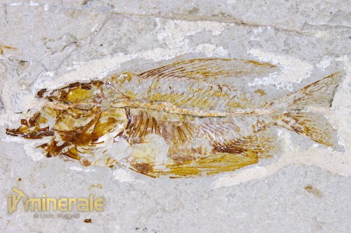 FS016-3_fossili_collezione_vertebrati_pesci_heterothrissa.logo