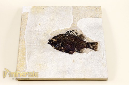 FS059-2_fossili_collezione_vertebrati_pesci_priscacara.logo