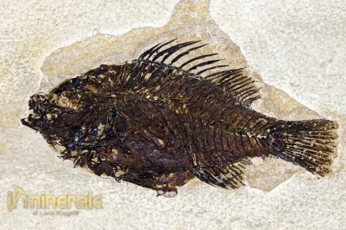 FS059-3_fossili_collezione_vertebrati_pesci_priscacara.logo