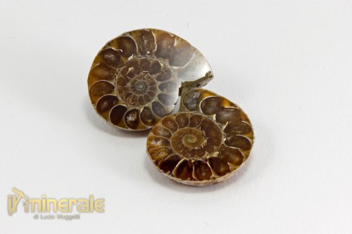 FS1004-2_fossili_collezione_arredamento_ammonite_cleoniceras_madagascar.logo