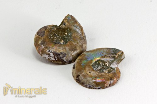 FS1004-3_fossili_collezione_arredamento_ammonite_cleoniceras_madagascar.logo