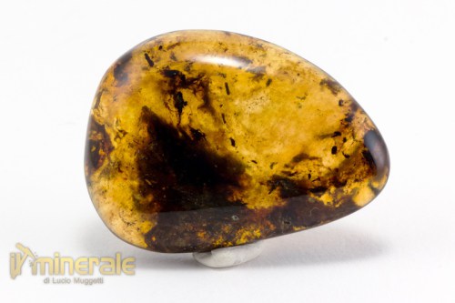 FS1018-2_fossili_collezione_pietre_dure_ambra_blu.logo