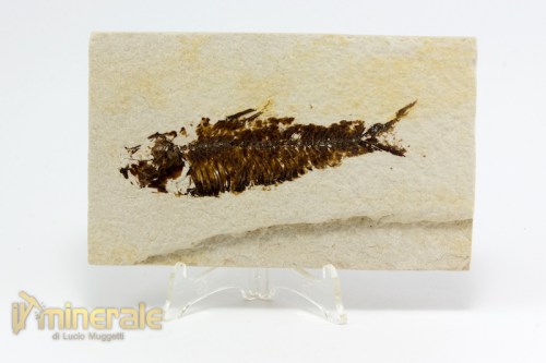 FS1037-2_fossili_collezione_vertebrati_pesci_knightia_eocene_wyoming.logo