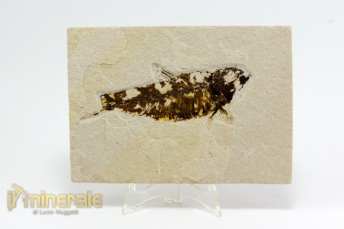 FS1038-2_fossili_collezione_vertebrati_pesci_knightia_eocene_wyoming.logo