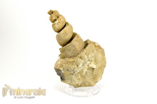 FS1039-2_fossili_collezione_molluschi_turritella_marocco