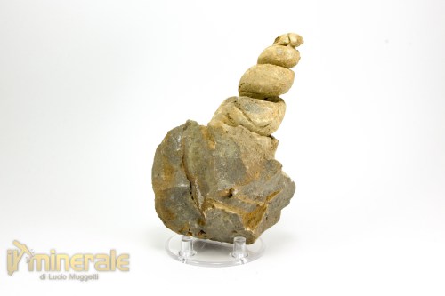 FS1039-3_fossili_collezione_molluschi_turritella_marocco