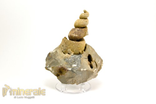 FS1041-2_fossili_collezione_molluschi_turritella_marocco