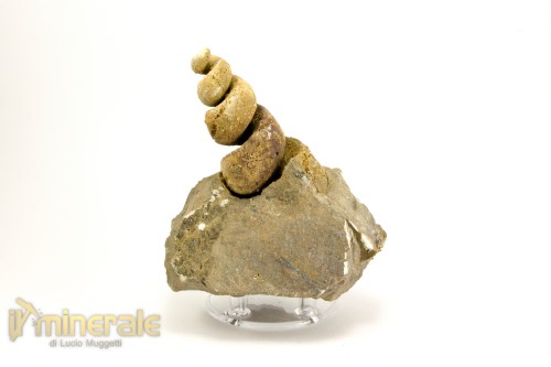 FS1041-3_fossili_collezione_molluschi_turritella_marocco