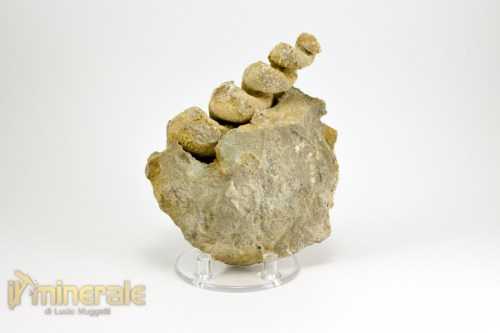 FS1043-2_fossili_collezione_molluschi_turritella_marocco