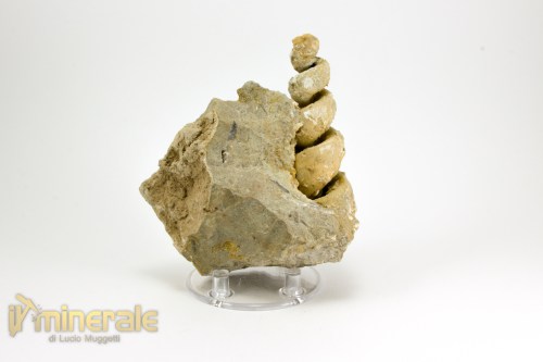 FS1043-3_fossili_collezione_molluschi_turritella_marocco