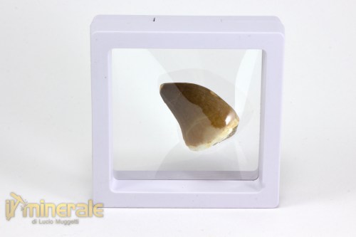 FS1045-4_fossili_collezione_vertebrati_rettili_prognatodonte_marocco3