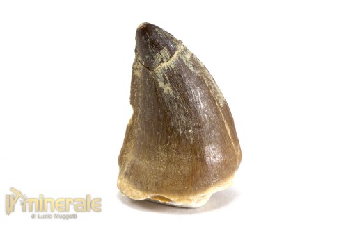 FS1046-2_fossili_collezione_vertebrati_rettili_prognatodonte_marocco