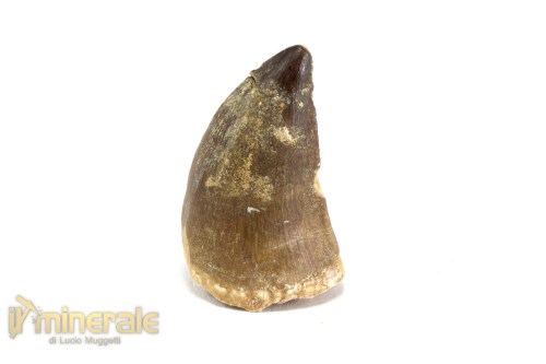 FS1046-3_fossili_collezione_vertebrati_rettili_prognatodonte_marocco