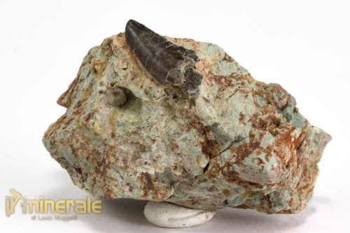 FS1064-2_fossili_collezione_vertebrati_dinosauri_denti_kryptos