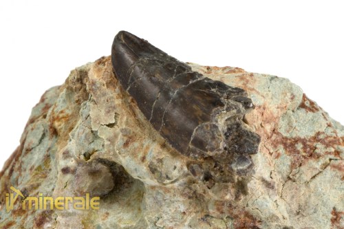 FS1064-3_fossili_collezione_vertebrati_dinosauri_denti_kryptos