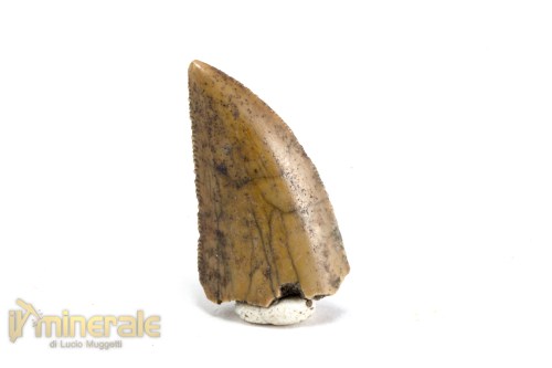 FS1068-2_fossili_collezione_vertebrati_dinosauri_denti_majungasaurus