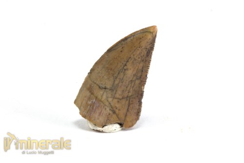 FS1068-3_fossili_collezione_vertebrati_dinosauri_denti_majungasaurus
