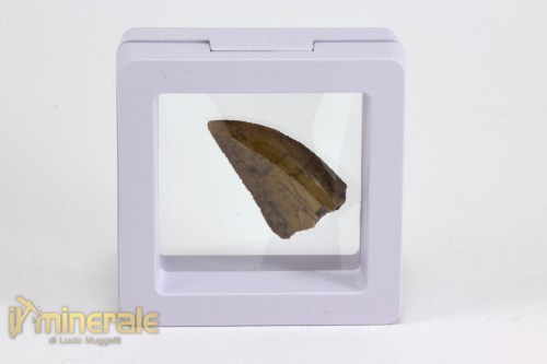 FS1068-4_fossili_collezione_vertebrati_dinosauri_denti_majungasaurus