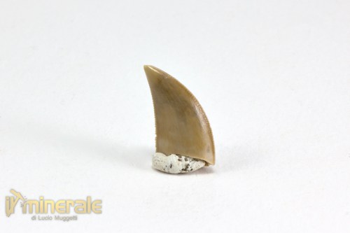 FS1069-2_fossili_collezione_vertebrati_dinosauri_denti_majungasaurus