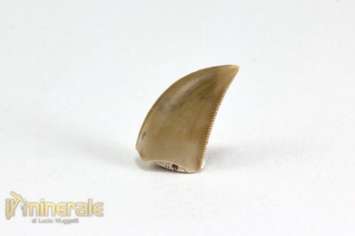 FS1069-3_fossili_collezione_vertebrati_dinosauri_denti_majungasaurus