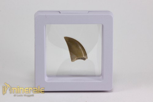 FS1069-4_fossili_collezione_vertebrati_dinosauri_denti_majungasaurus