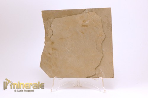 FS1070-2_fossili_collezione_vertebrati_rettili_impronte_laoporus