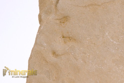 FS1070-3_fossili_collezione_vertebrati_rettili_impronte_laoporus