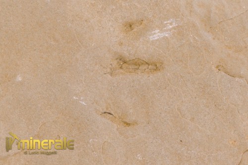 FS1070-4_fossili_collezione_vertebrati_rettili_impronte_laoporus