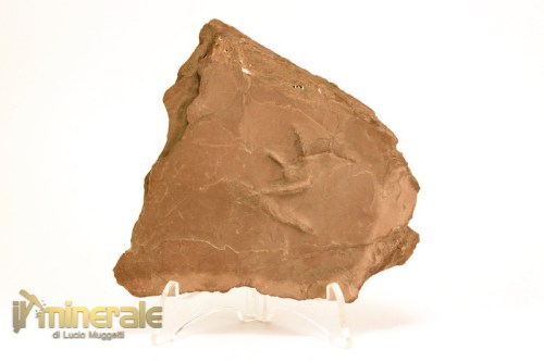 FS1071-2_fossili_collezione_vertebrati_rettili_impronte_batrachichnus