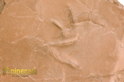 FS1071-3_fossili_collezione_vertebrati_rettili_impronte_batrachichnus