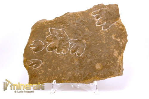 FS1072-2_fossili_collezione_vertebrati_rettili_impronte_batrachichnus_salamandroides