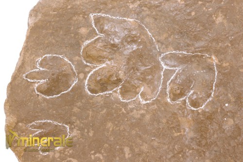 FS1072-3_fossili_collezione_vertebrati_rettili_impronte_batrachichnus_salamandroides