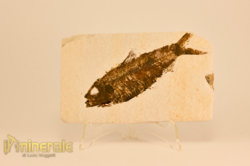 FS1074-2_fossili_collezione_vertebrati_pesci_knightia
