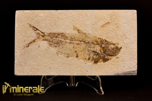 FS1085-1_fossili_collezione_vertebrati_pesci_diplomystus