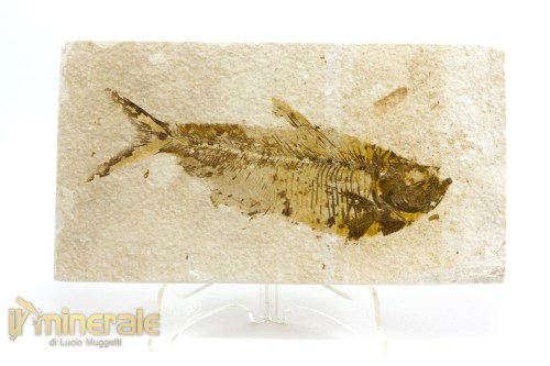 FS1085-3_fossili_collezione_vertebrati_pesci_diplomystus