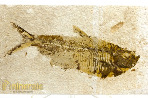 FS1085-3a_fossili_collezione_vertebrati_pesci_diplomystus