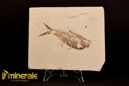 FS1086-1_fossili_collezione_vertebrati_pesci_diplomystus