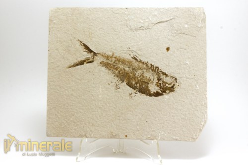 FS1086-2_fossili_collezione_vertebrati_pesci_diplomystus
