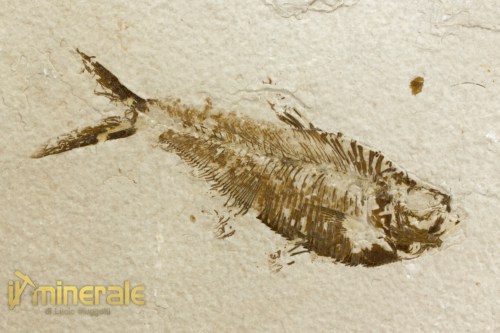 FS1086-3_fossili_collezione_vertebrati_pesci_diplomystus