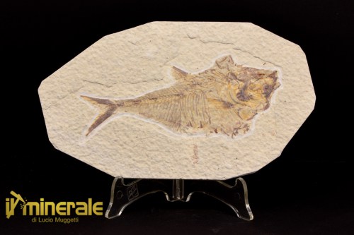 FS1090-1_fossili_collezione_vertebrati_pesci_diplomystus