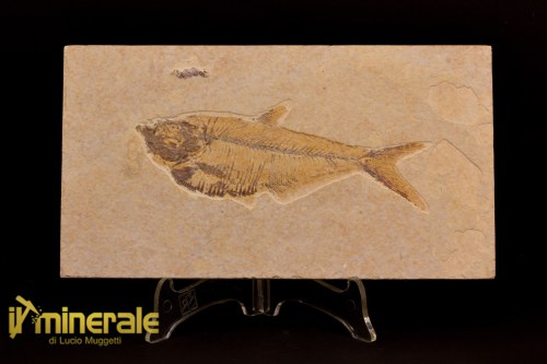 FS1093-1_fossili_collezione_vertebrati_pesci_diplomystus