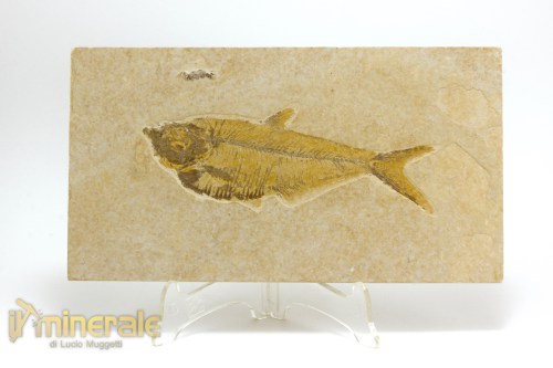 FS1093-2_fossili_collezione_vertebrati_pesci_diplomystus
