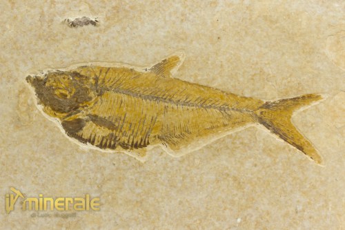 FS1093-3_fossili_collezione_vertebrati_pesci_diplomystus