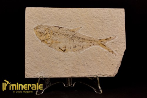 FS1095-1_fossili_collezione_vertebrati_pesci_diplomystus