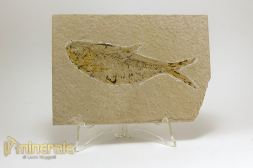 FS1095-2_fossili_collezione_vertebrati_pesci_diplomystus