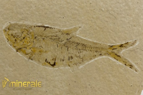 FS1095-3_fossili_collezione_vertebrati_pesci_diplomystus