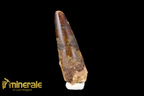 FS1113-1_fossili_collezione_denti_dinosauro_spinosauro